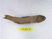 藏品(尼氏眶燈魚)的圖片